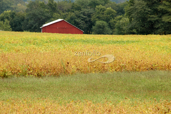 Soybeans and Shed