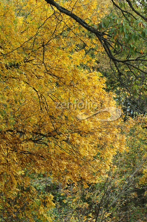 Golden Tree Leaves