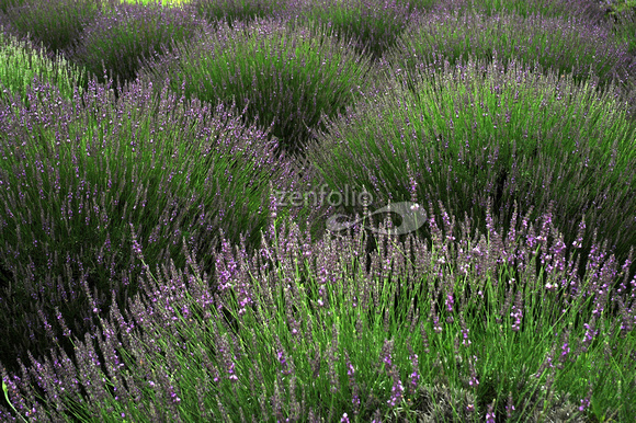 Lavender 1
